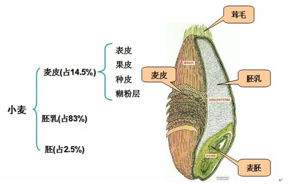小麦胚结构图片